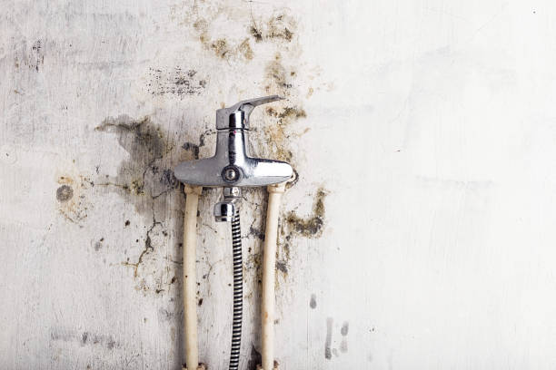 Best Mold Testing and Removal  in Huntsville, TX