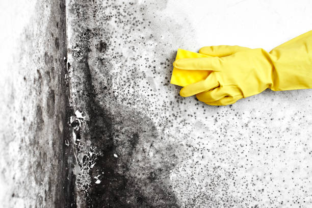 Best Crawl Space Mold Removal  in Huntsville, TX