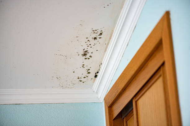 Best Local Mold Removal Service  in Huntsville, TX