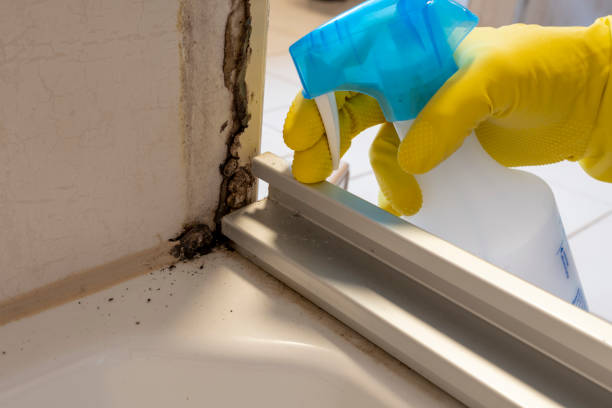 Best Local Mold Removal Service  in Huntsville, TX