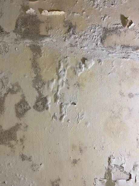 Best Mold Damage Repair  in Huntsville, TX