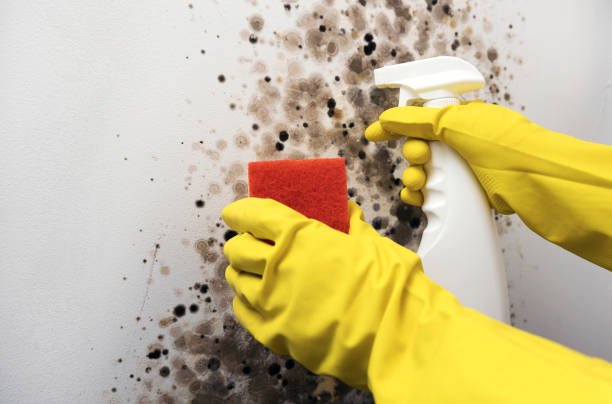 Best Affordable Mold Removal  in Huntsville, TX