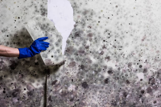 Best Mold Remediation Experts  in Huntsville, TX